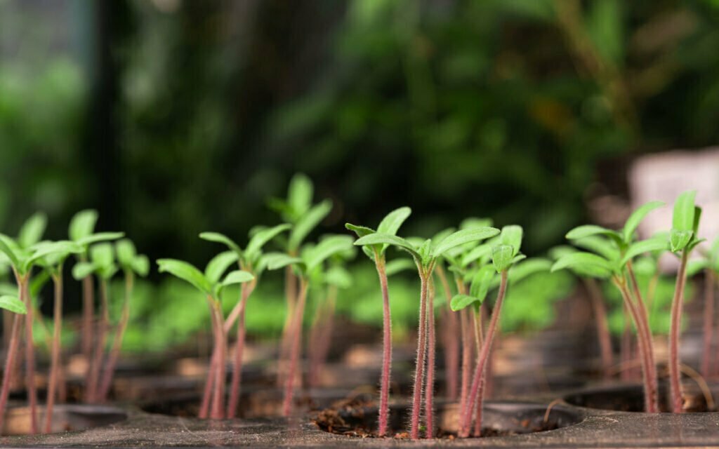 ¿Cuánto tarda en germinar una semilla?
