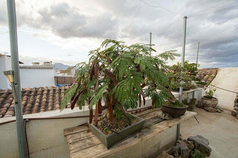 Emilio del Árbol y su bonsái plátano de sombra