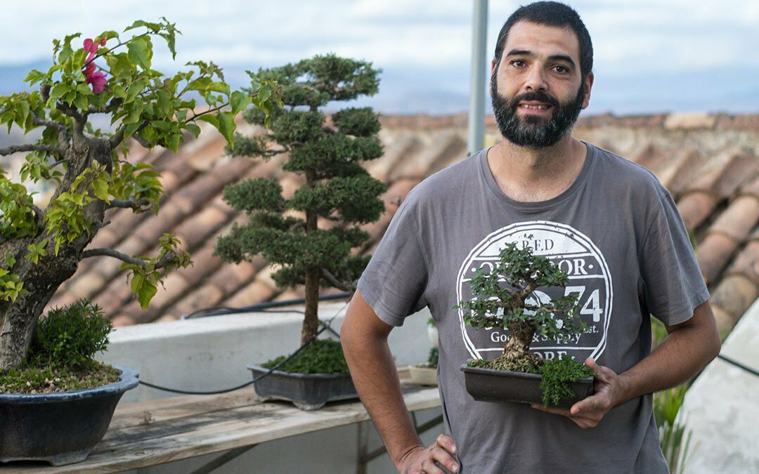 como cuidar un bonsái Emilio del Árbol buganvilla y un ciprés mediterráneo