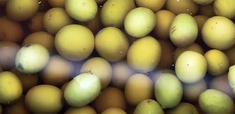 Preparar aceitunas con hidróxido de sodio