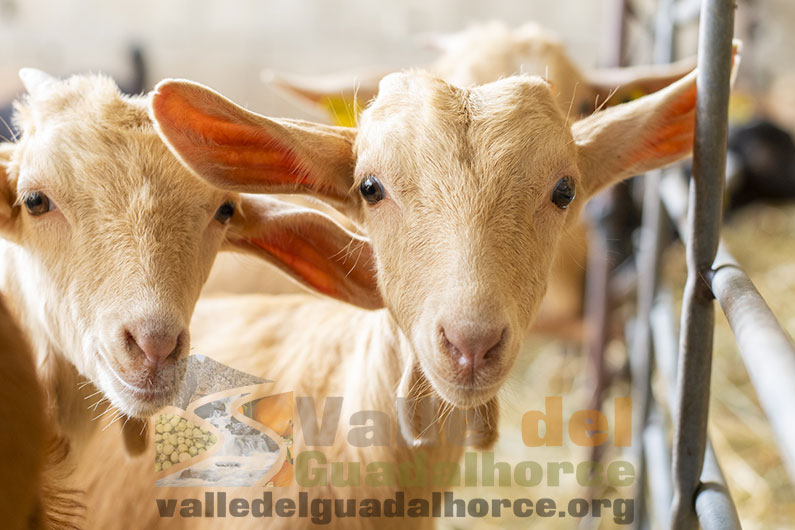 Cabras en Coín