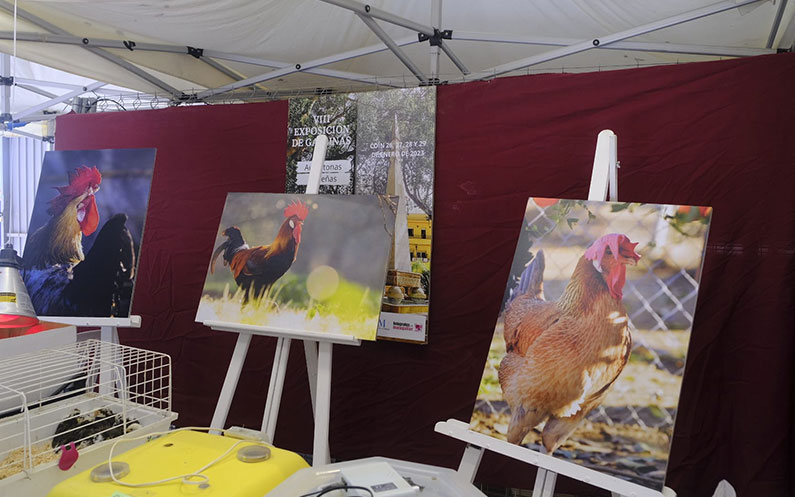 Concurso de Fotografía de Gallinas Sureñas