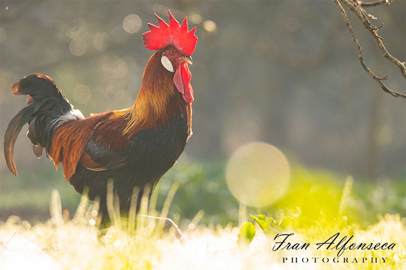 Primer Premio del III Concurso de Fotografía de Gallinas Sureñas Fran Alfonseca