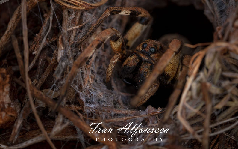 araña lobo en su gruta