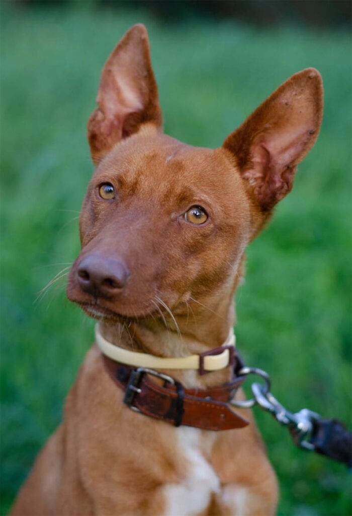 Podencos Andaluces en adopción