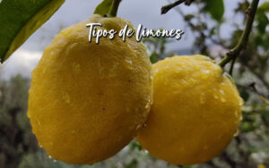 tipos de limones