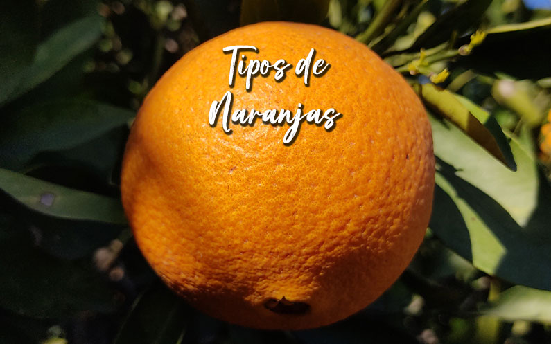 tipos de naranjas